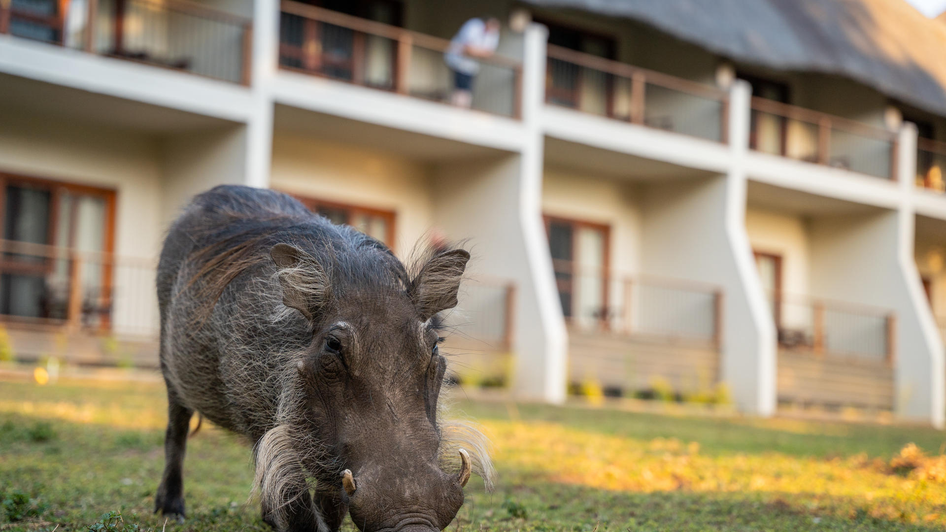 The Chobe Safari Lodge