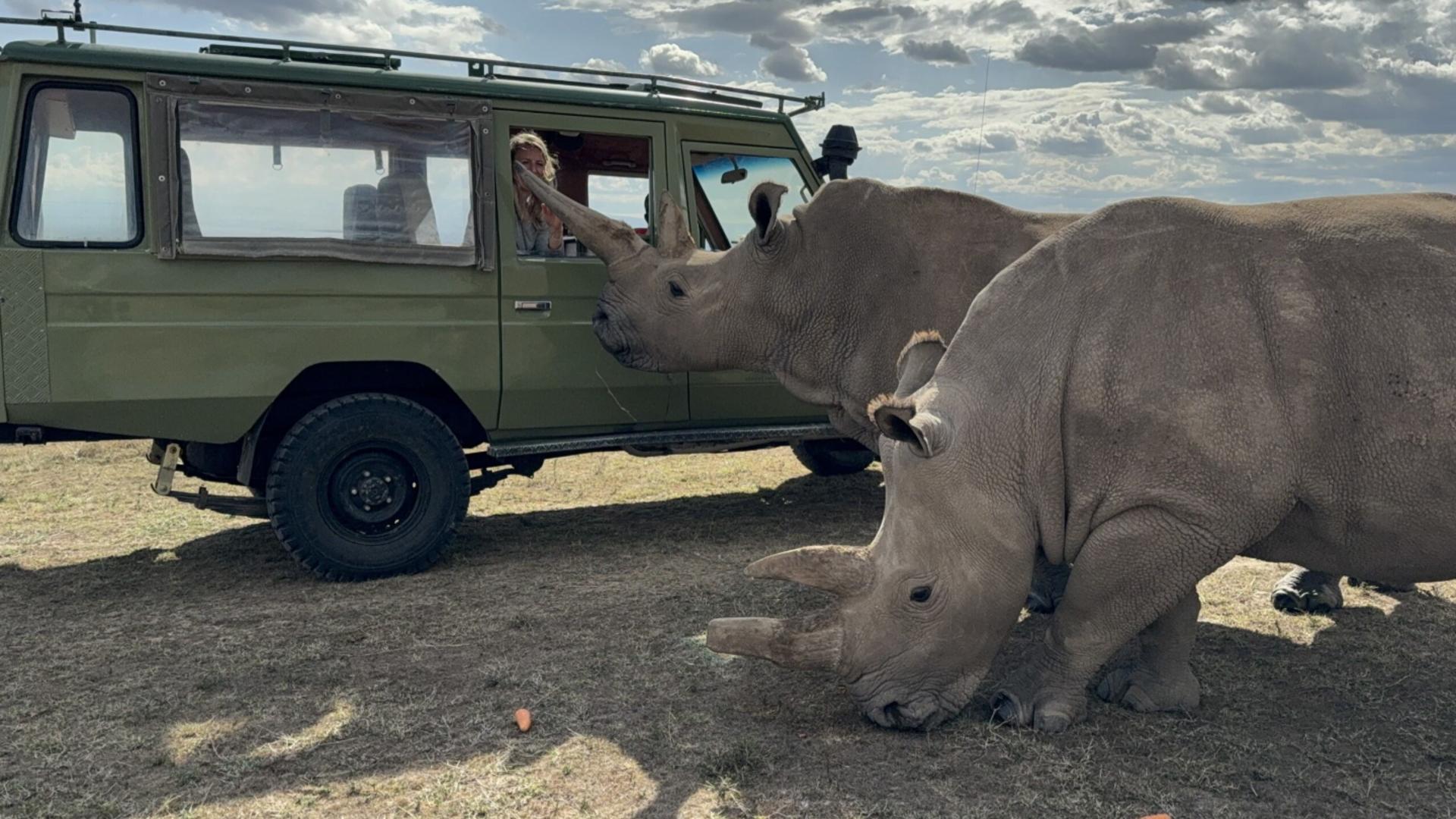 Ol Pejeta Bush Camp