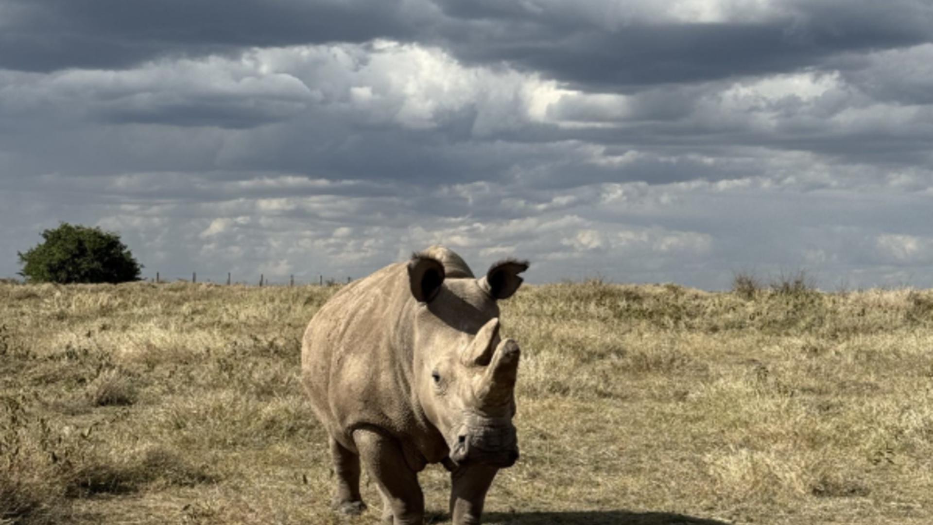 Ol Pejeta Bush Camp