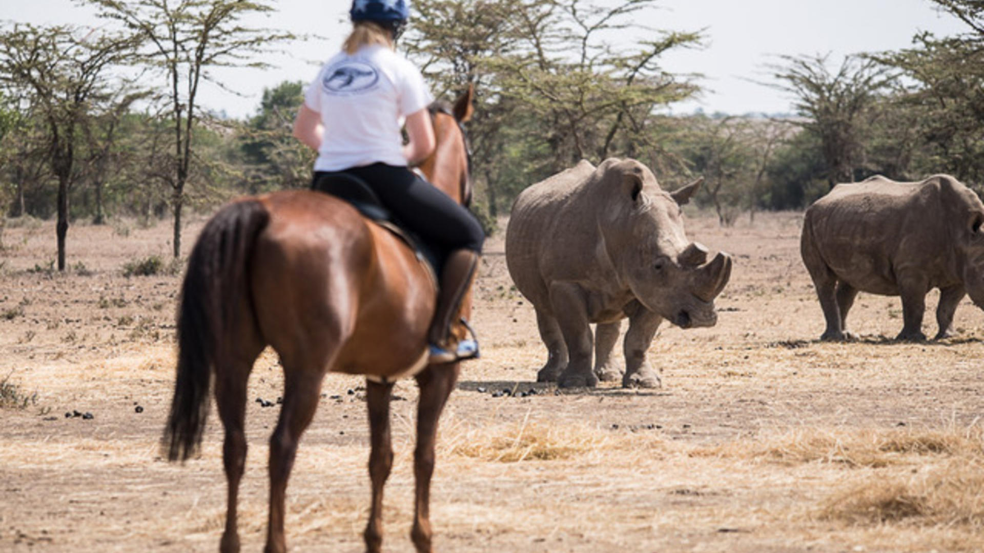 Ol Pejeta Bush Camp