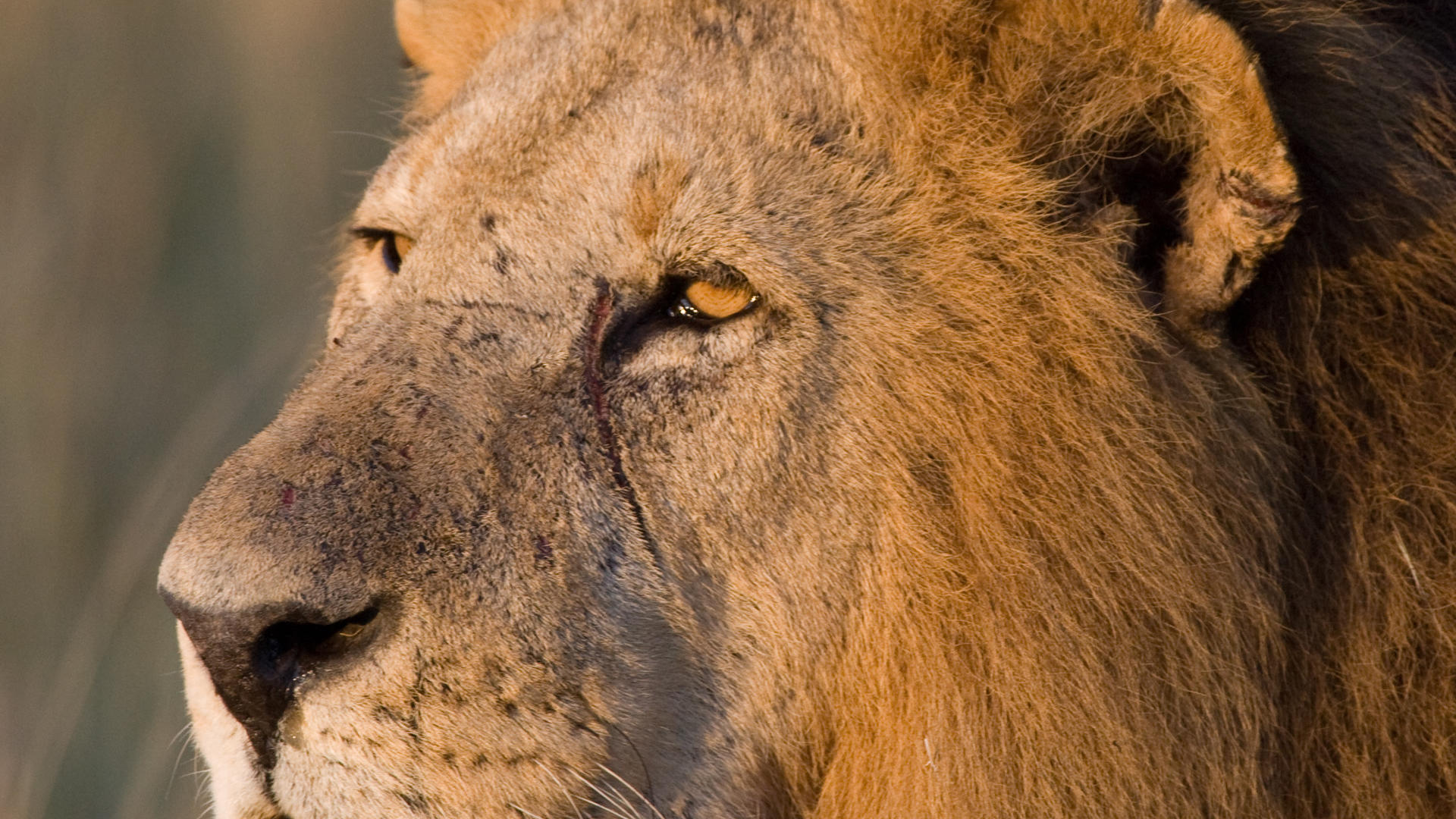 Ol Pejeta Bush Camp