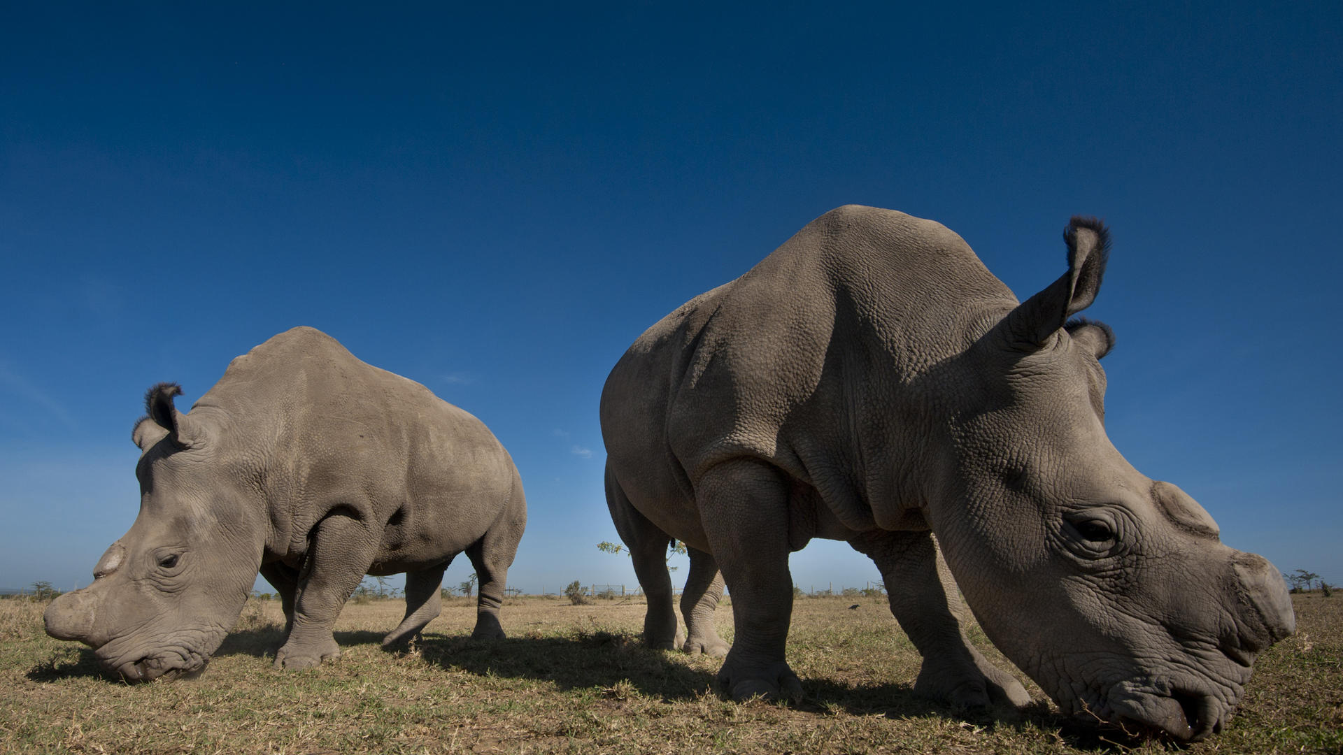 Ol Pejeta Bush Camp