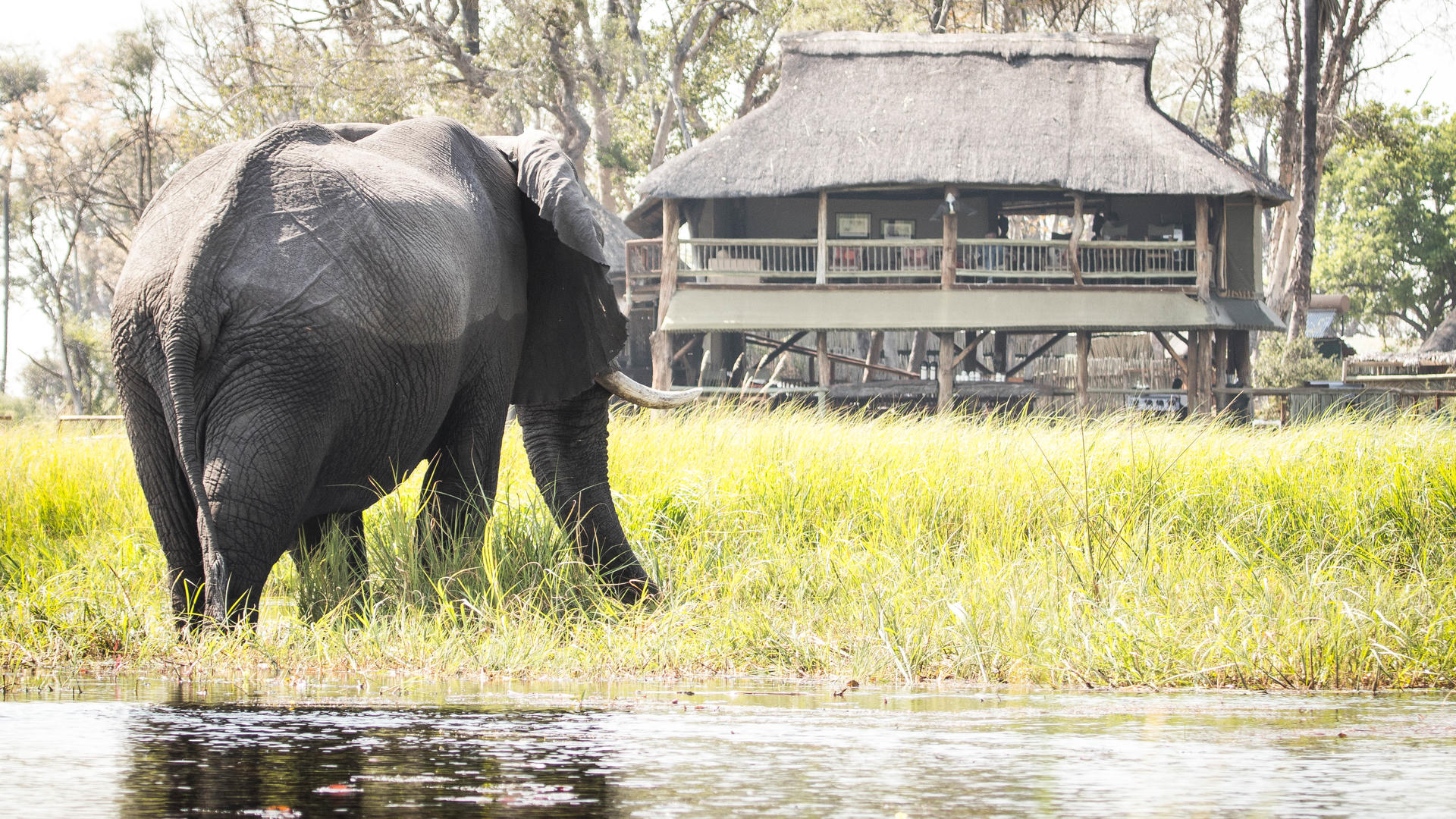 Moremi Crossing
