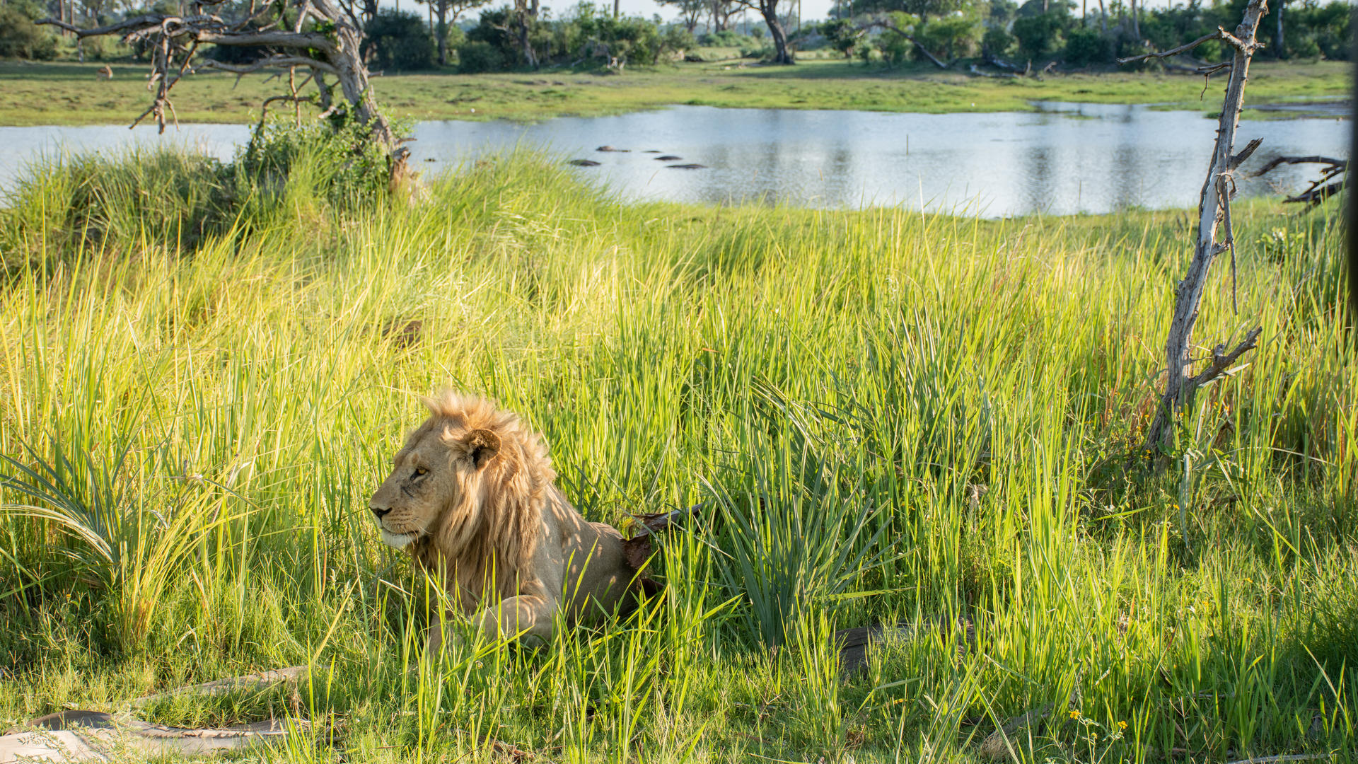 Moremi Crossing