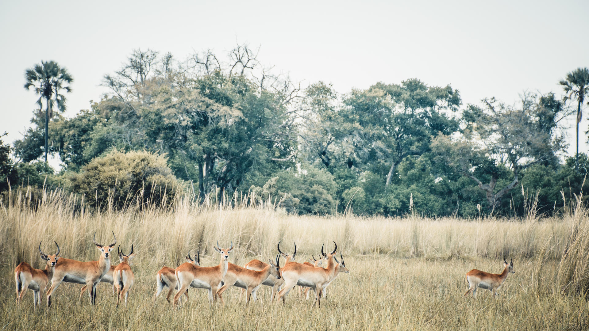 Moremi Crossing