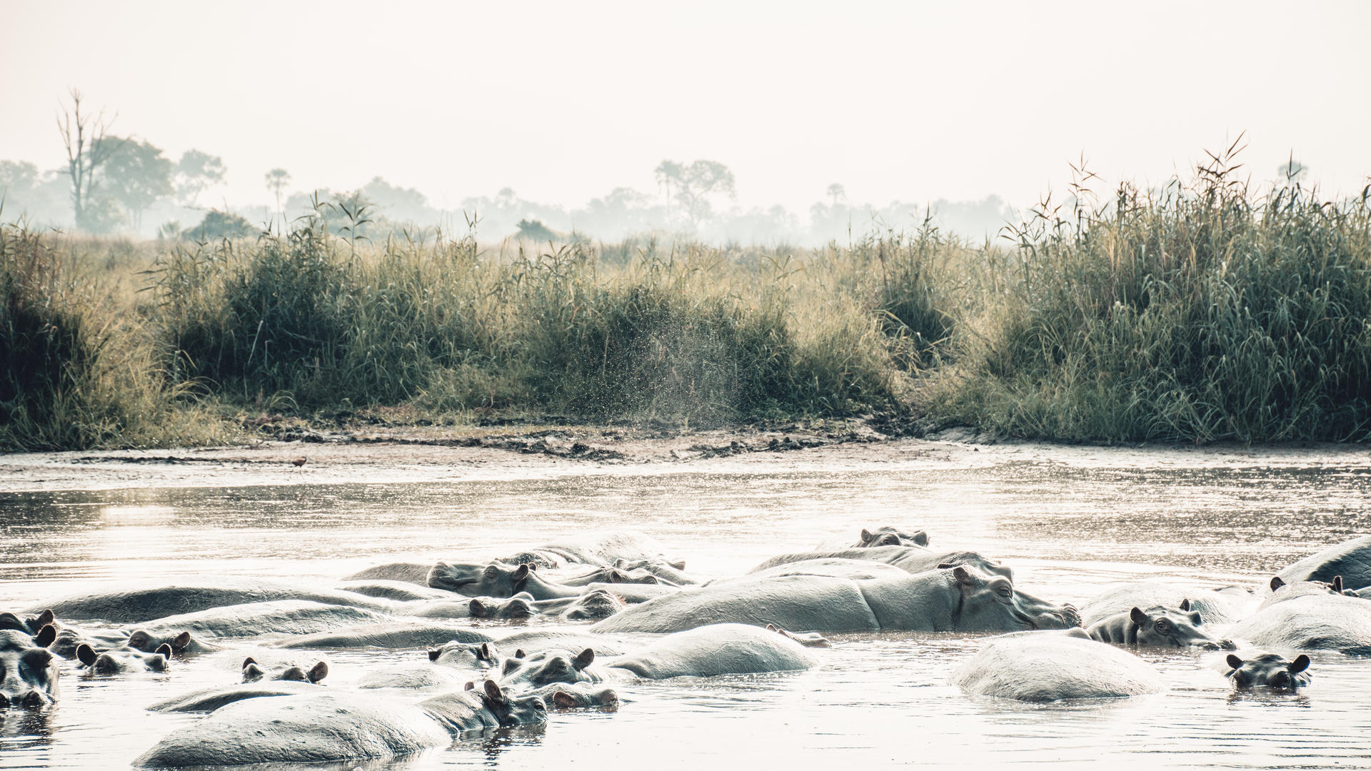 Moremi Crossing
