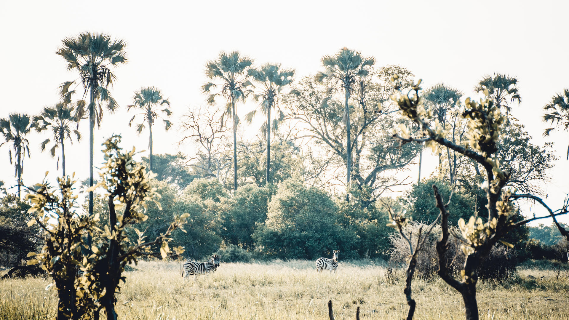 Moremi Crossing