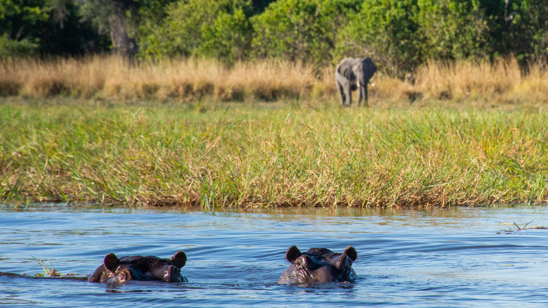 Moremi Crossing