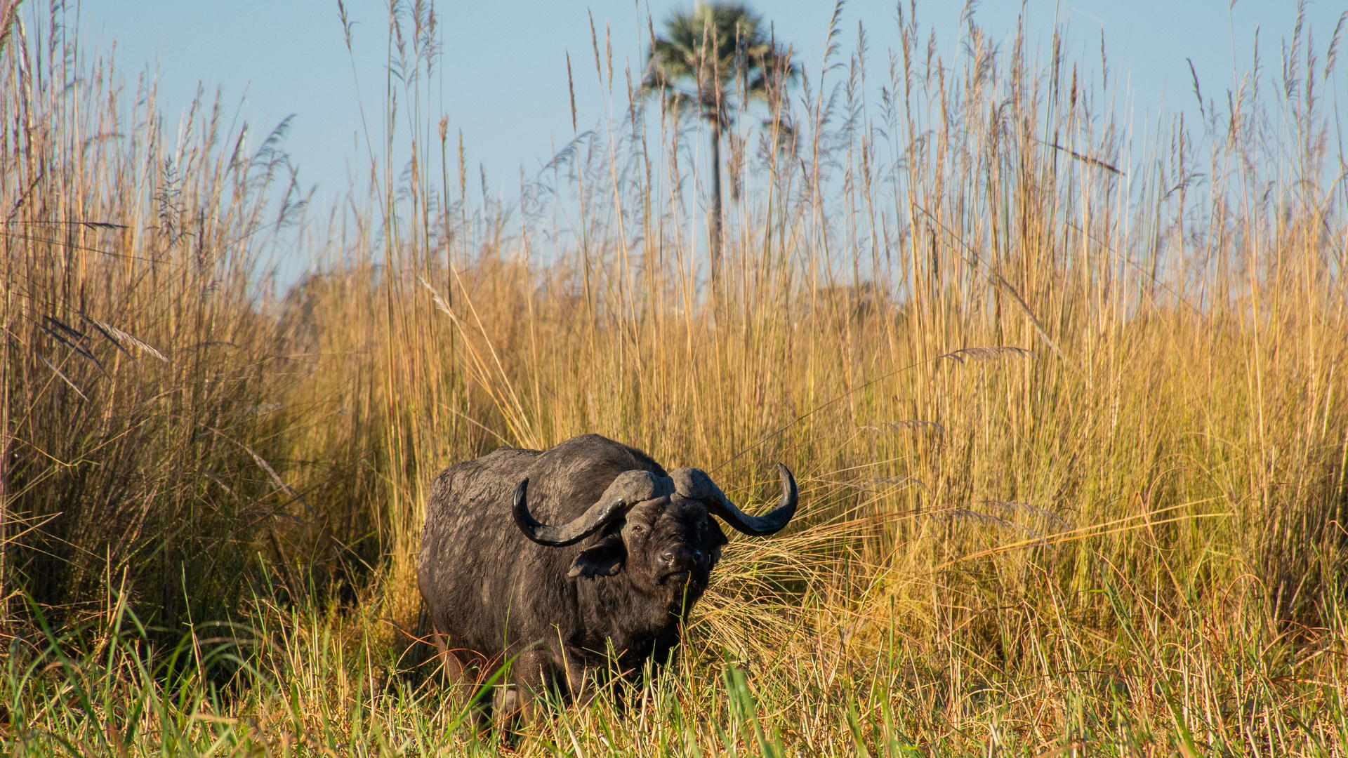 Moremi Crossing