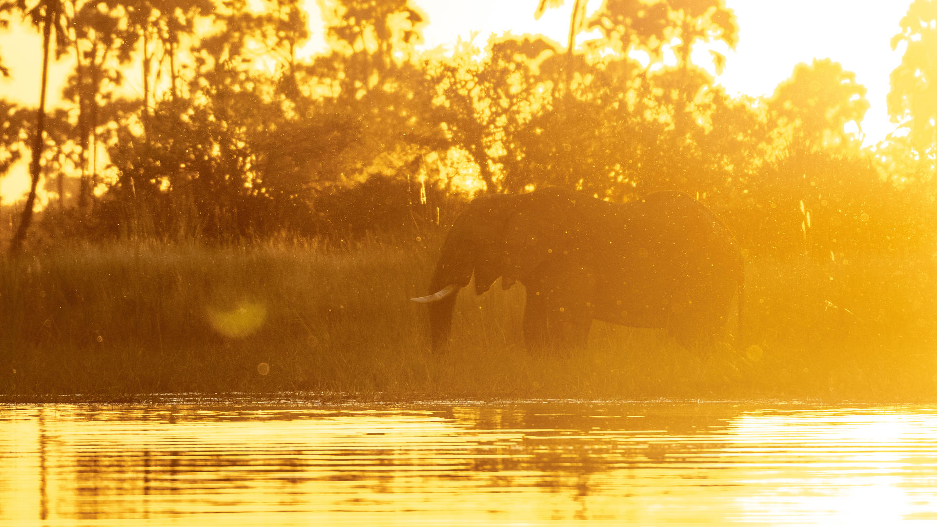Moremi Crossing
