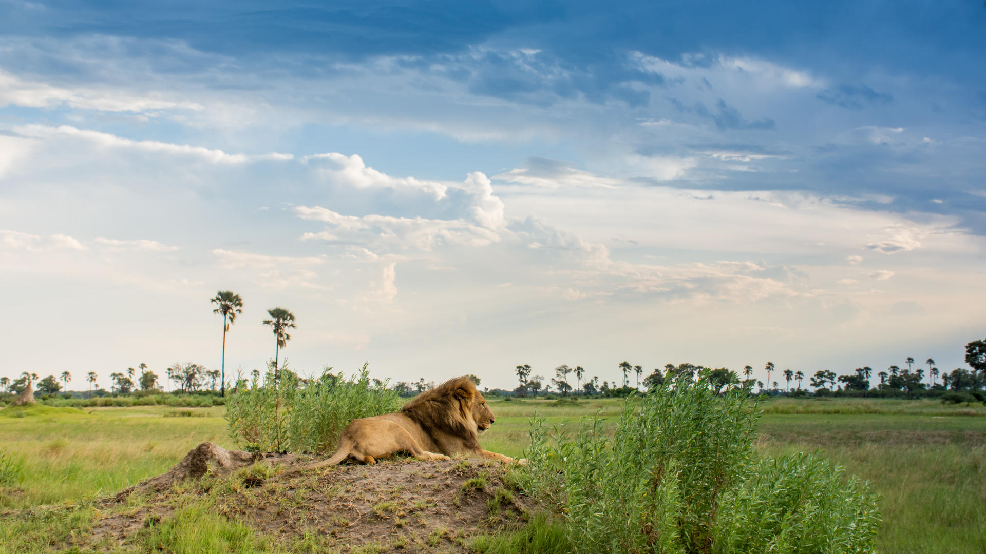 Moremi Crossing