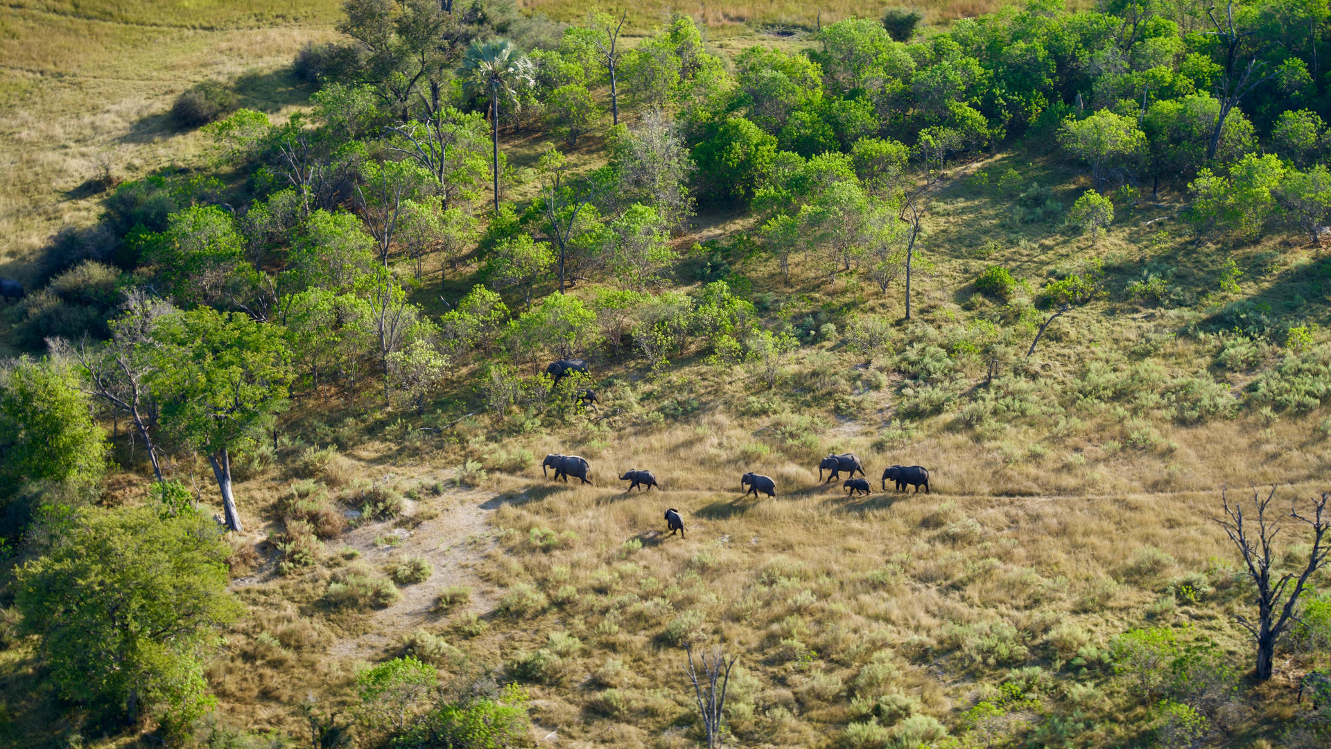 Moremi Crossing