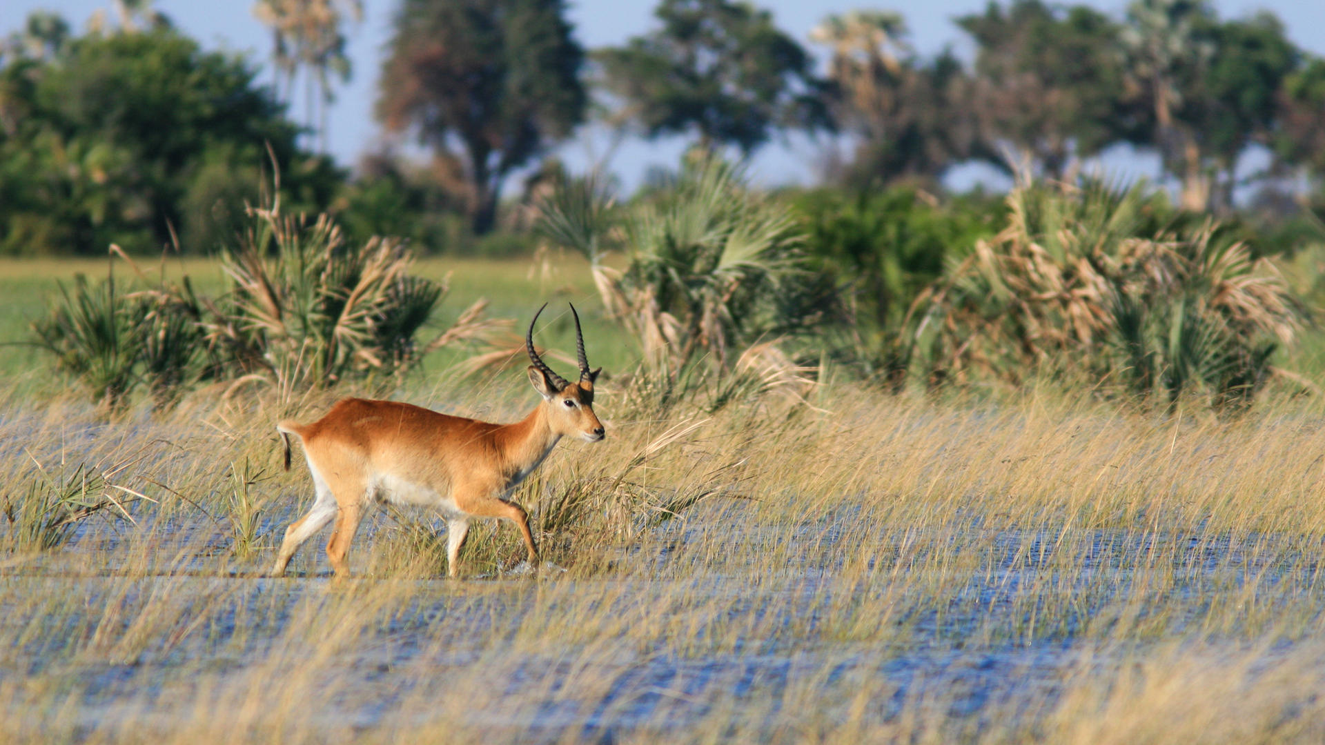 Moremi Crossing