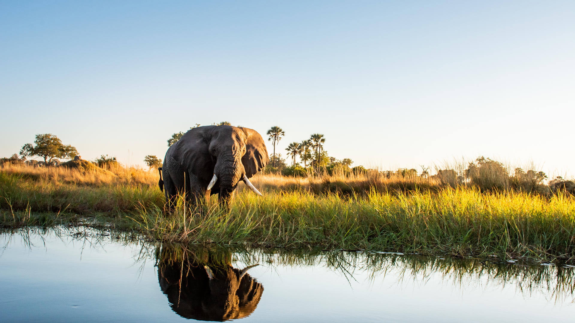Moremi Crossing
