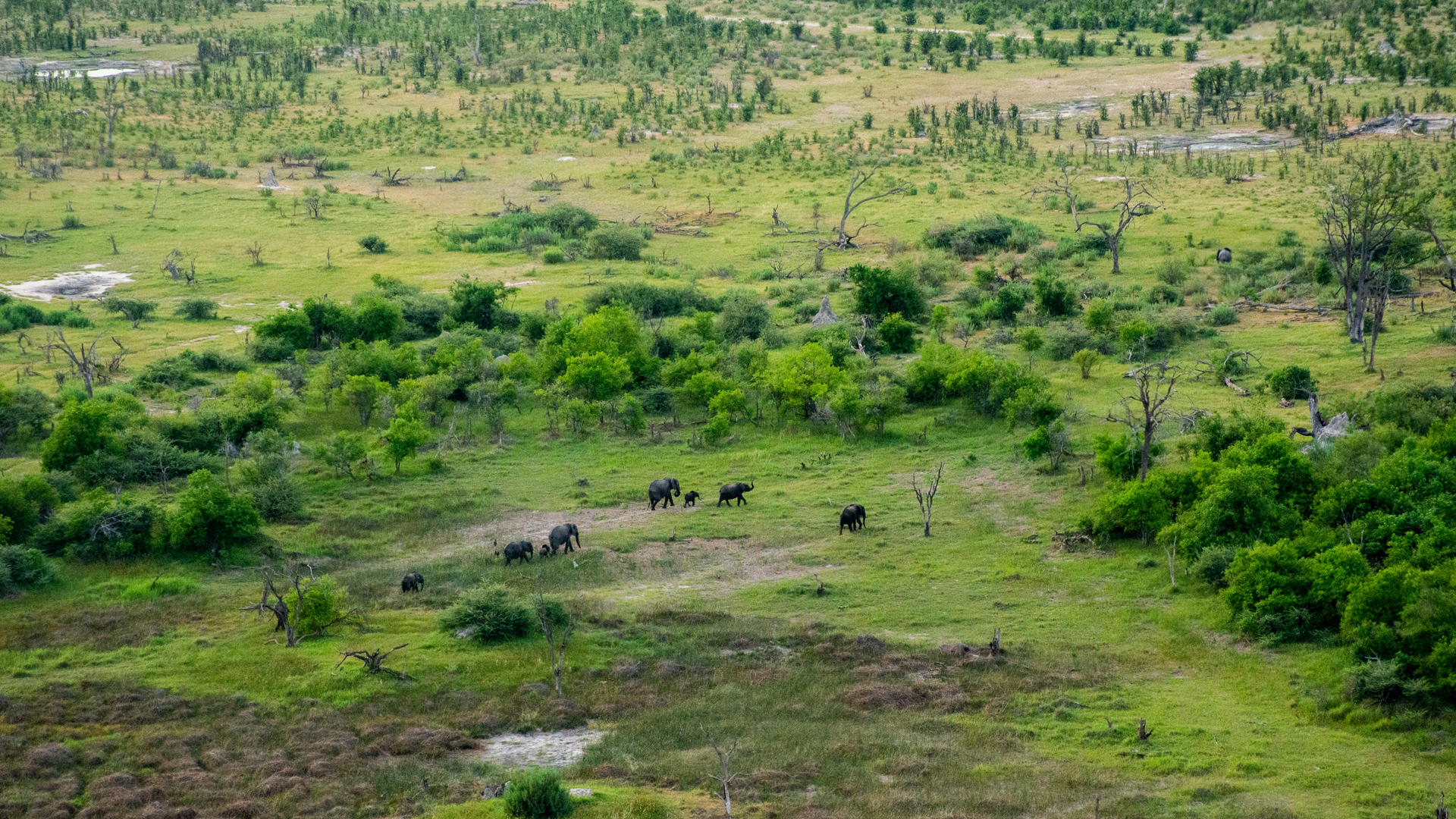 Moremi Crossing