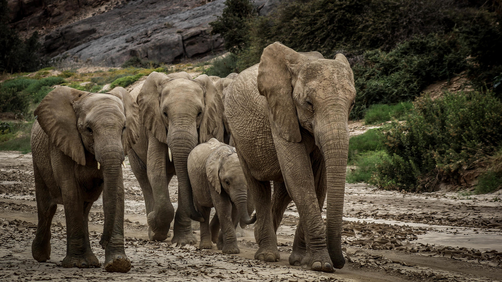 Desert-adapted elephant on activity from Onduli Ridge