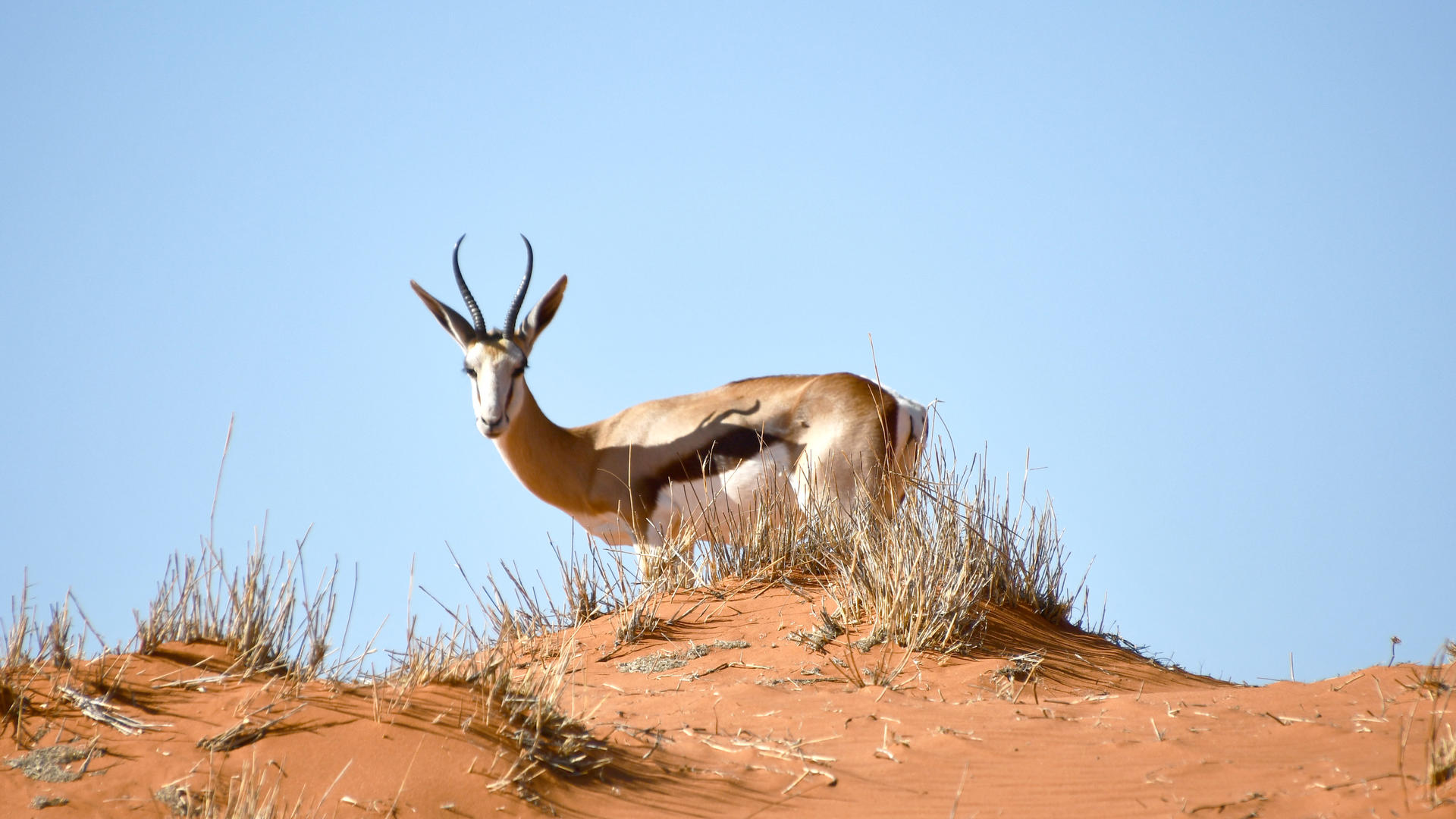 Camelthorn Kalahari Lodge view 4