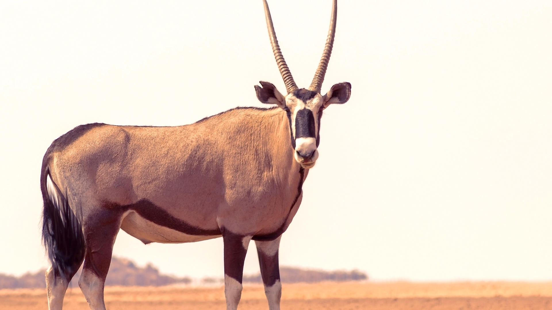 Intu Afrika Kalahari Game Reserve