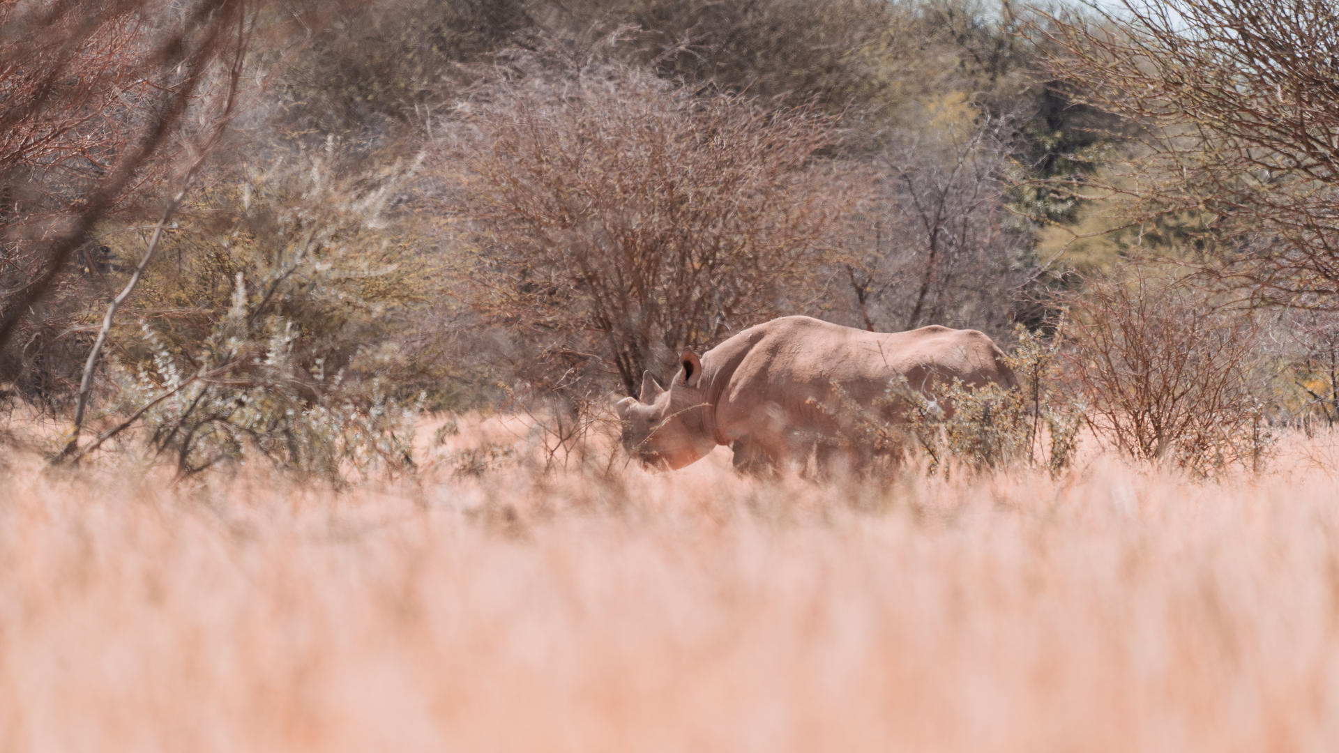 Ohorongo Safari Lodge