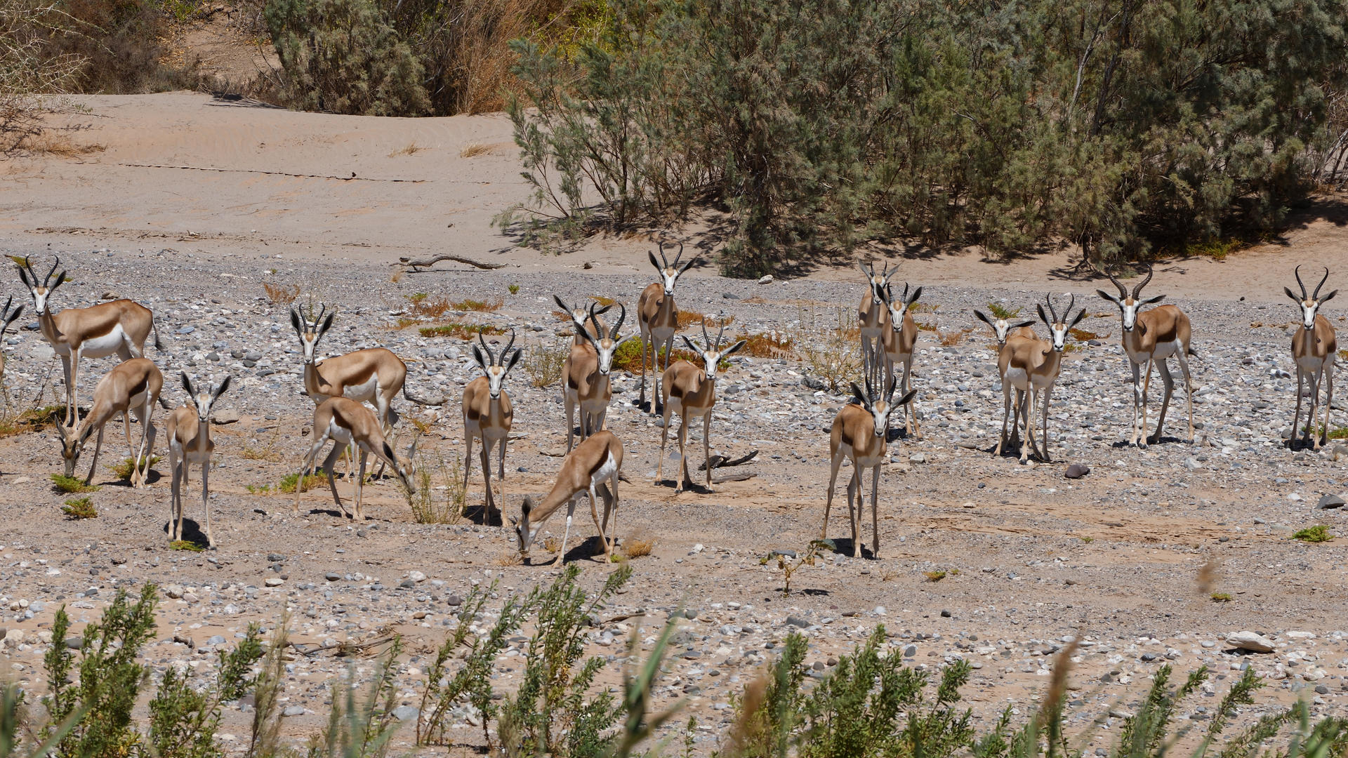 Mowani Mountain Camp — view 9