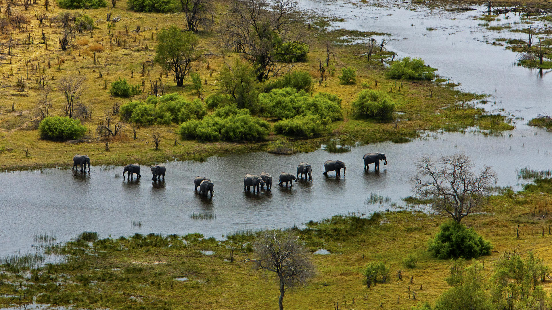 Selinda Explorers Camp