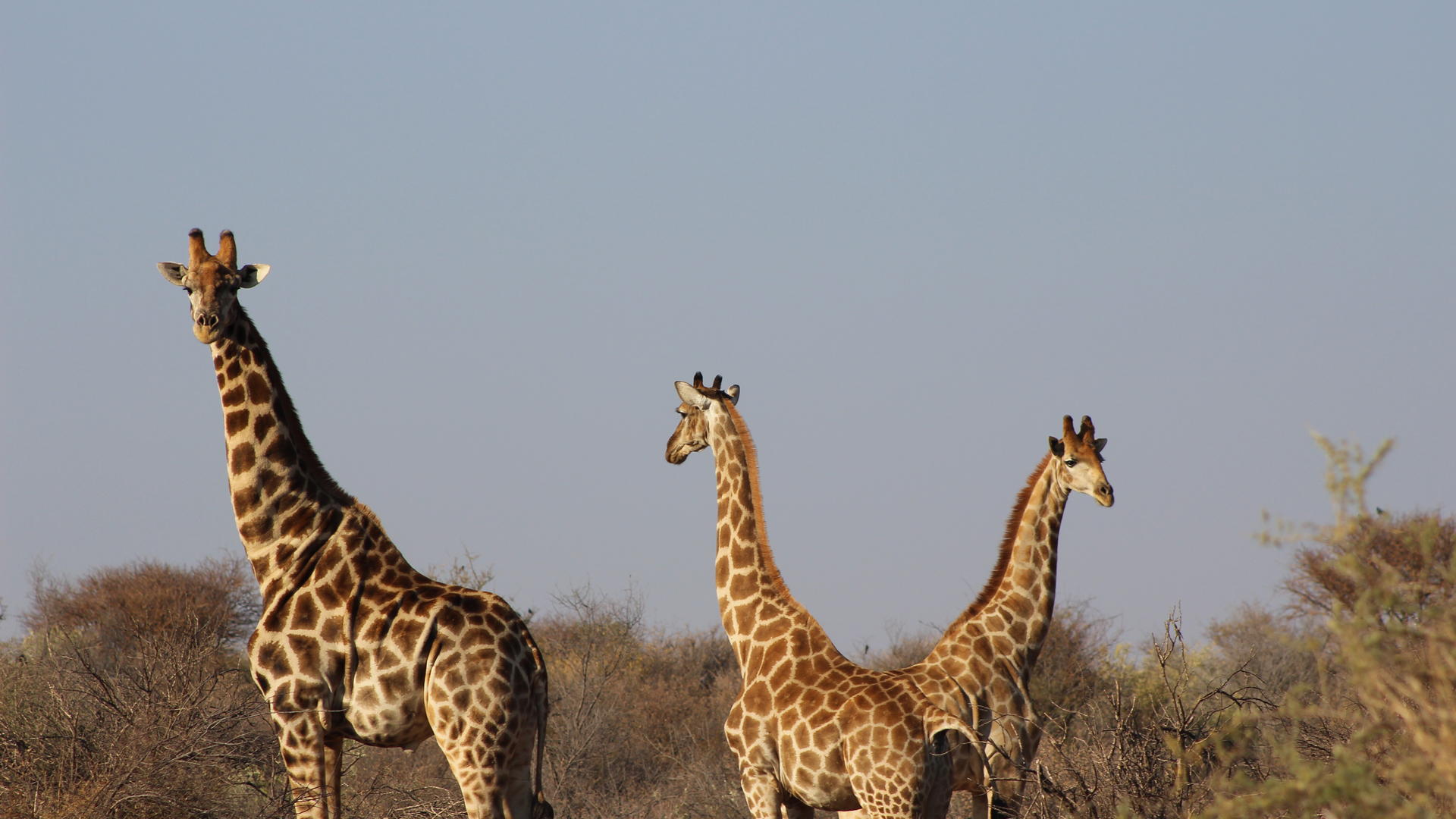 Auas Safari Lodge