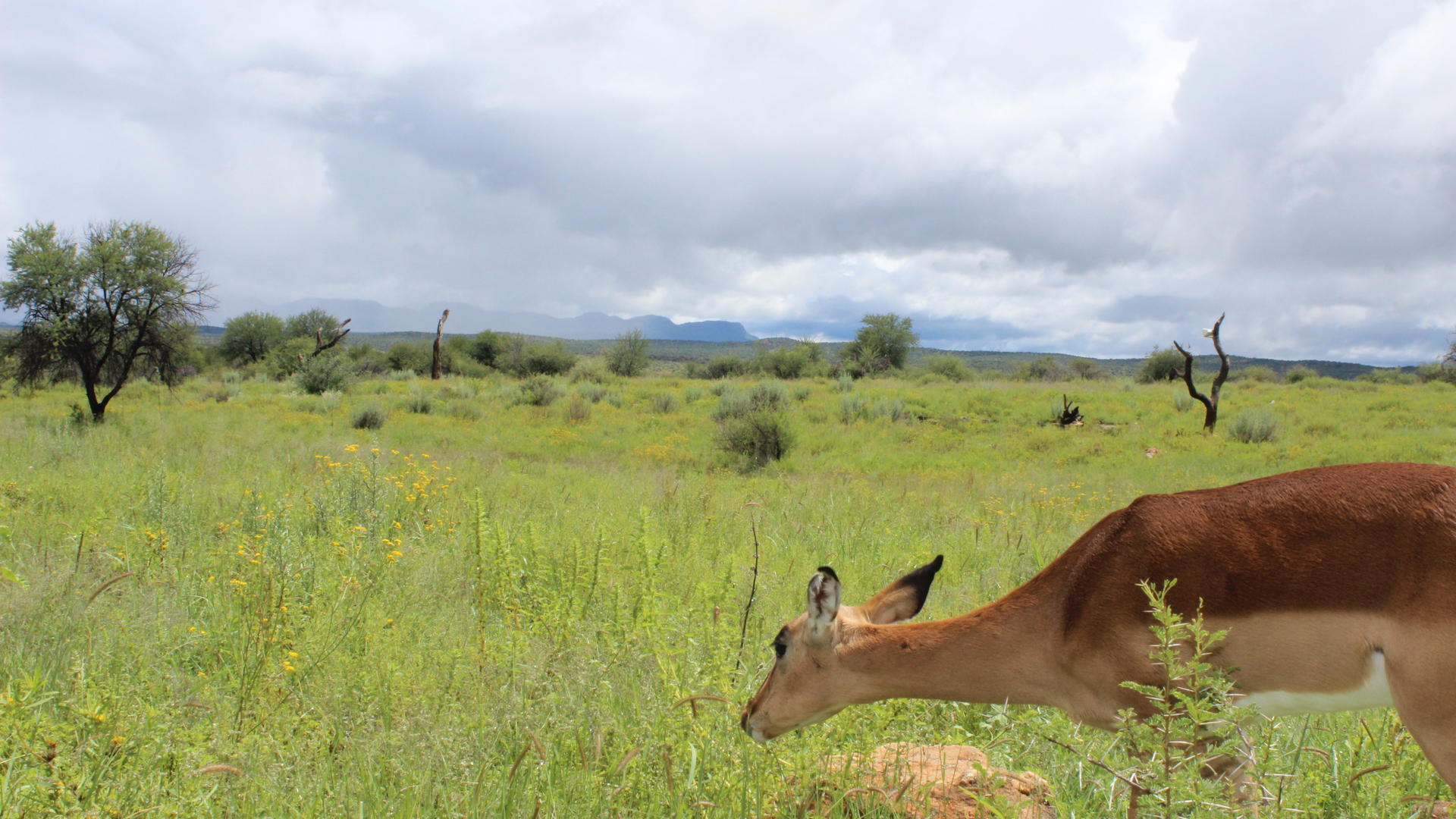 Auas Safari Lodge