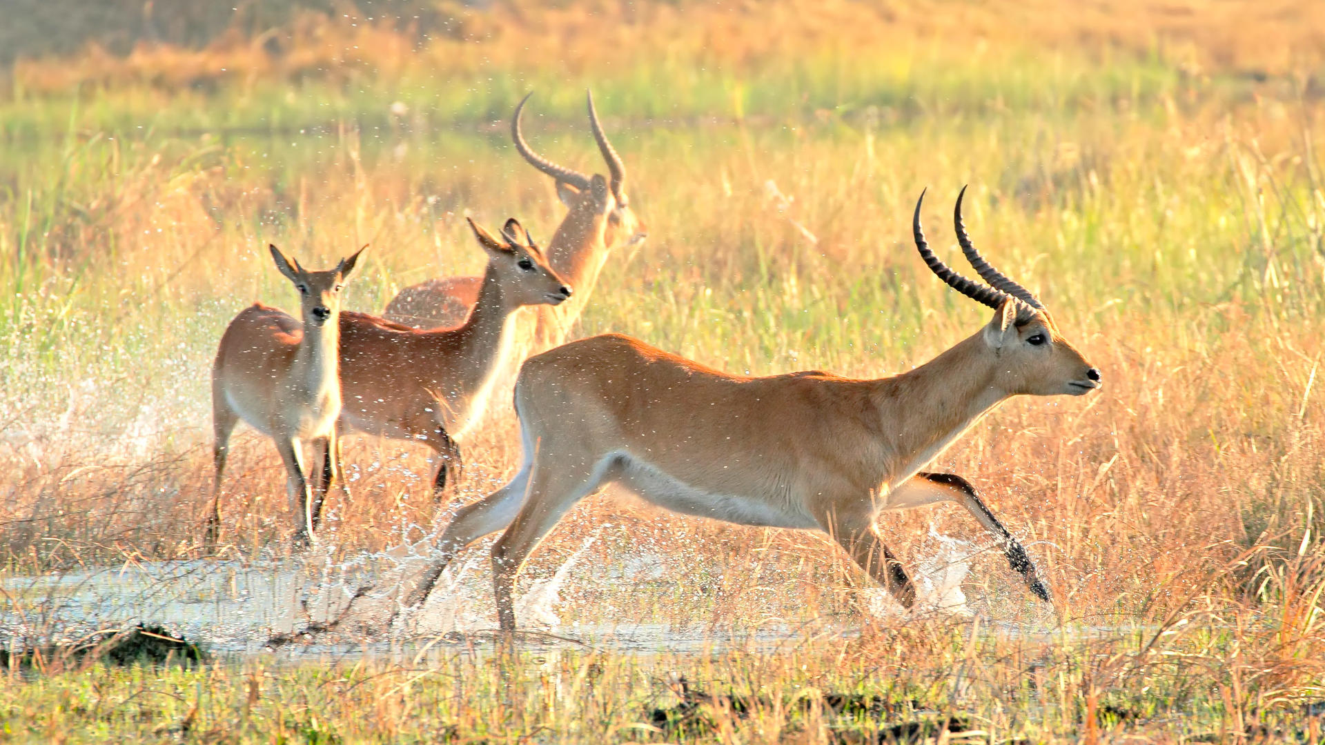 Kwando River