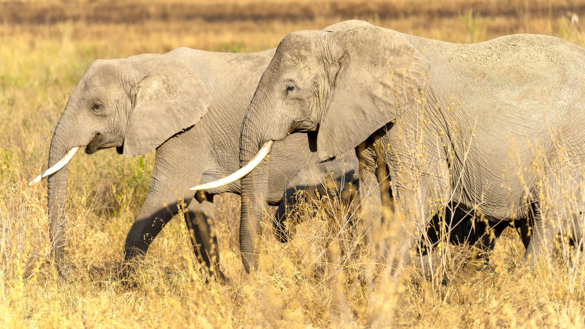 Central Serengeti