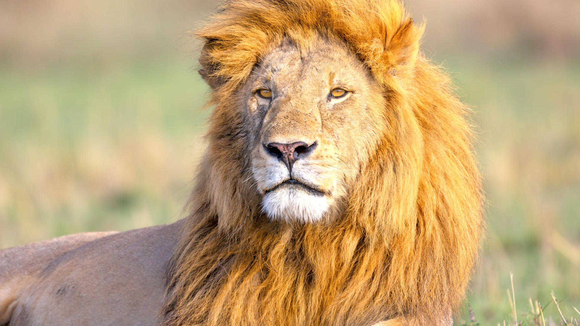 Mara North Conservancy