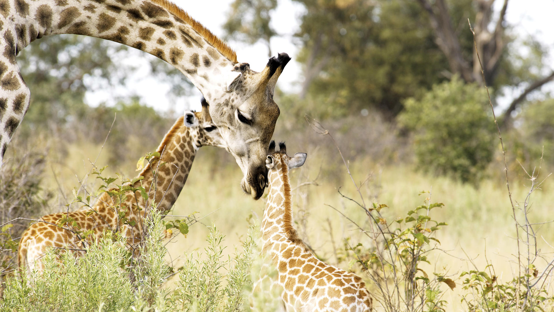 Selinda Reserve
