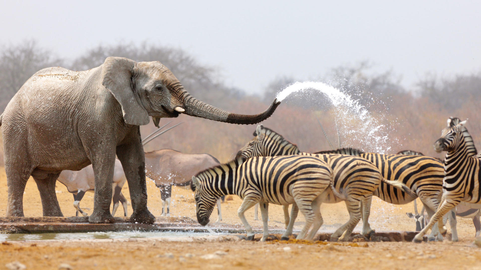 Etosha East