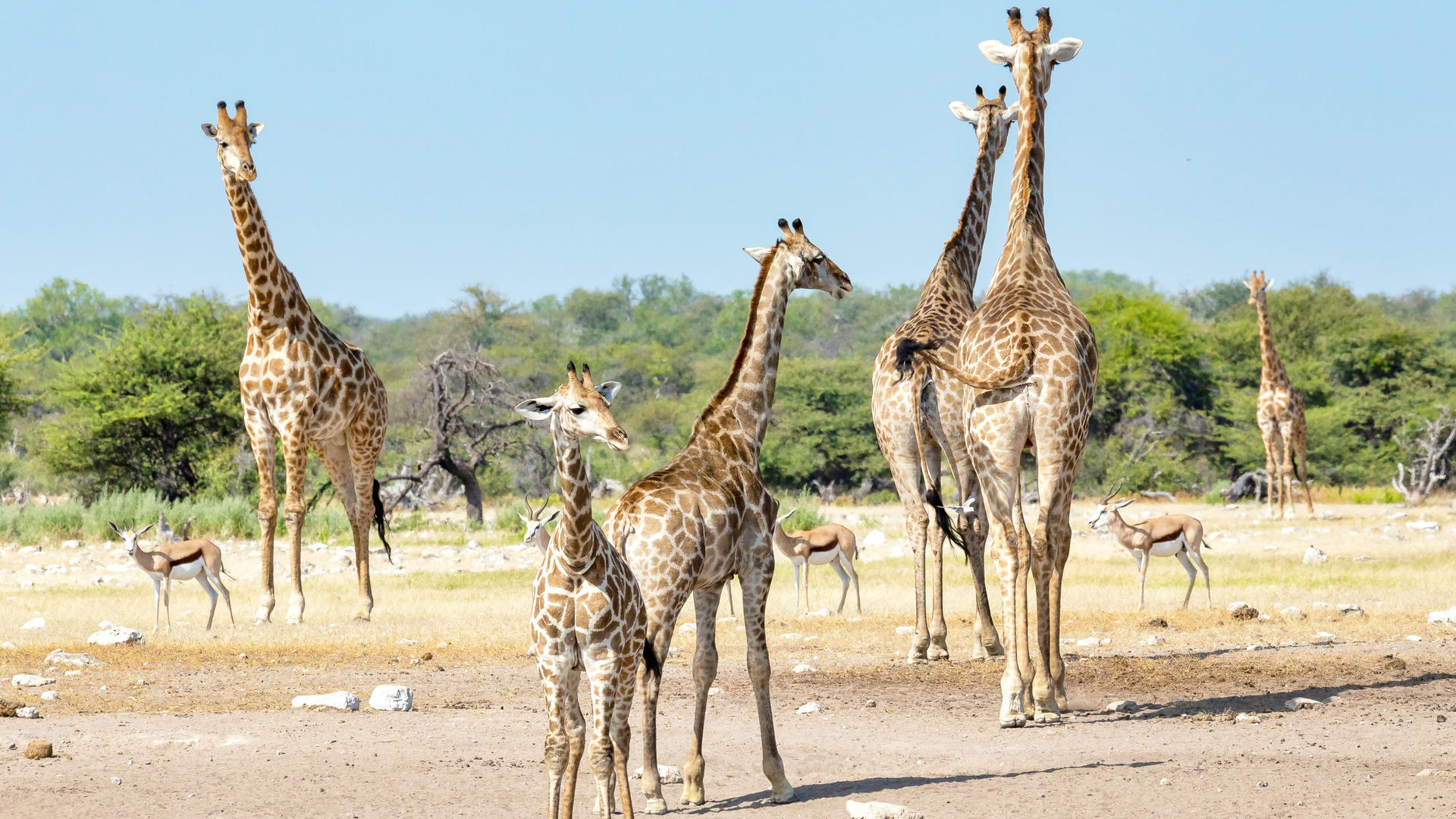 Etosha West