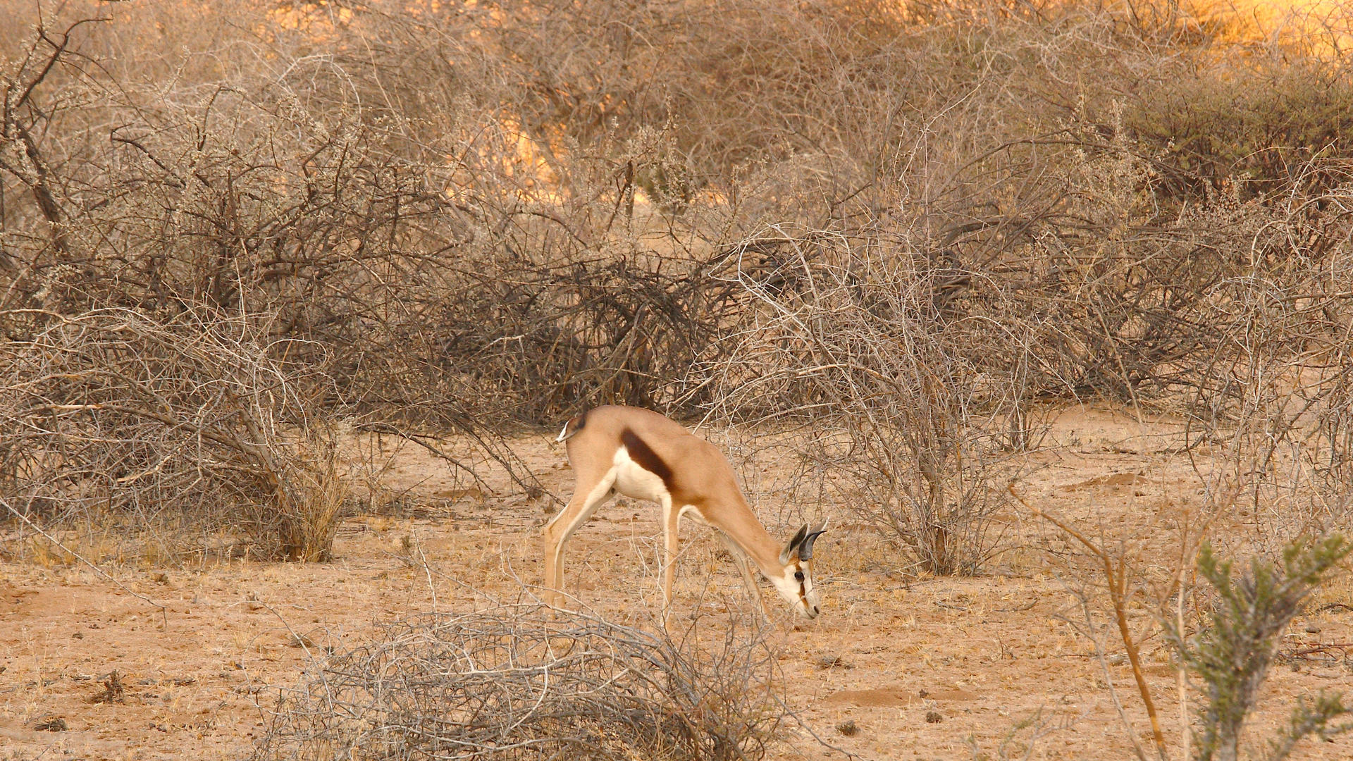 Camp Kipwe — view 10