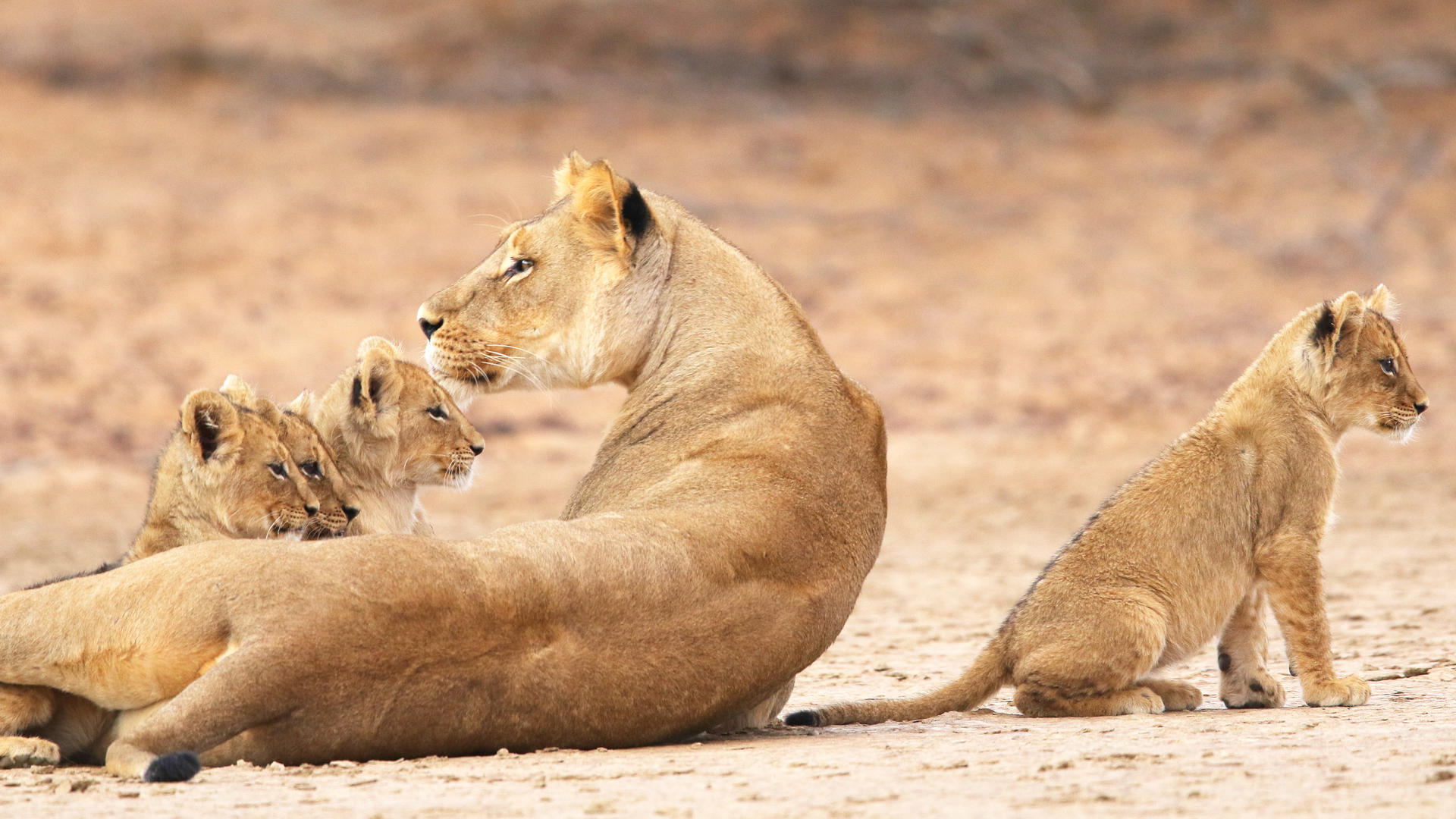 Kalahari Red Dunes Lodge — view 3