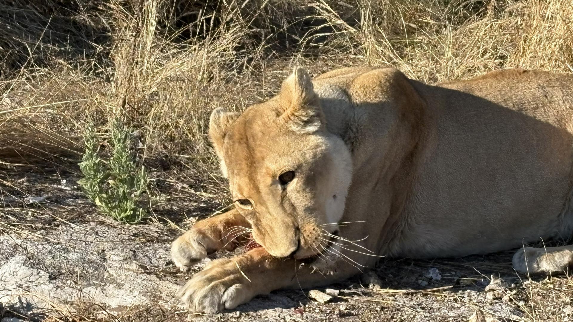 Aloegrove Safari Lodge