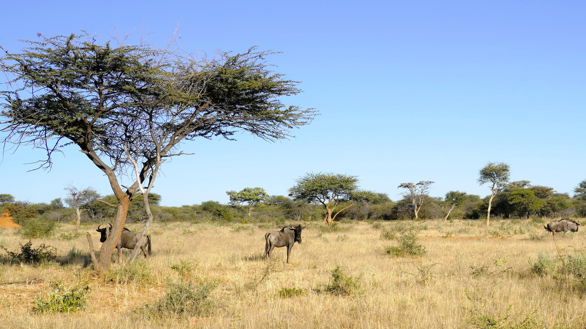 Okonjima Luxury Bush Camp