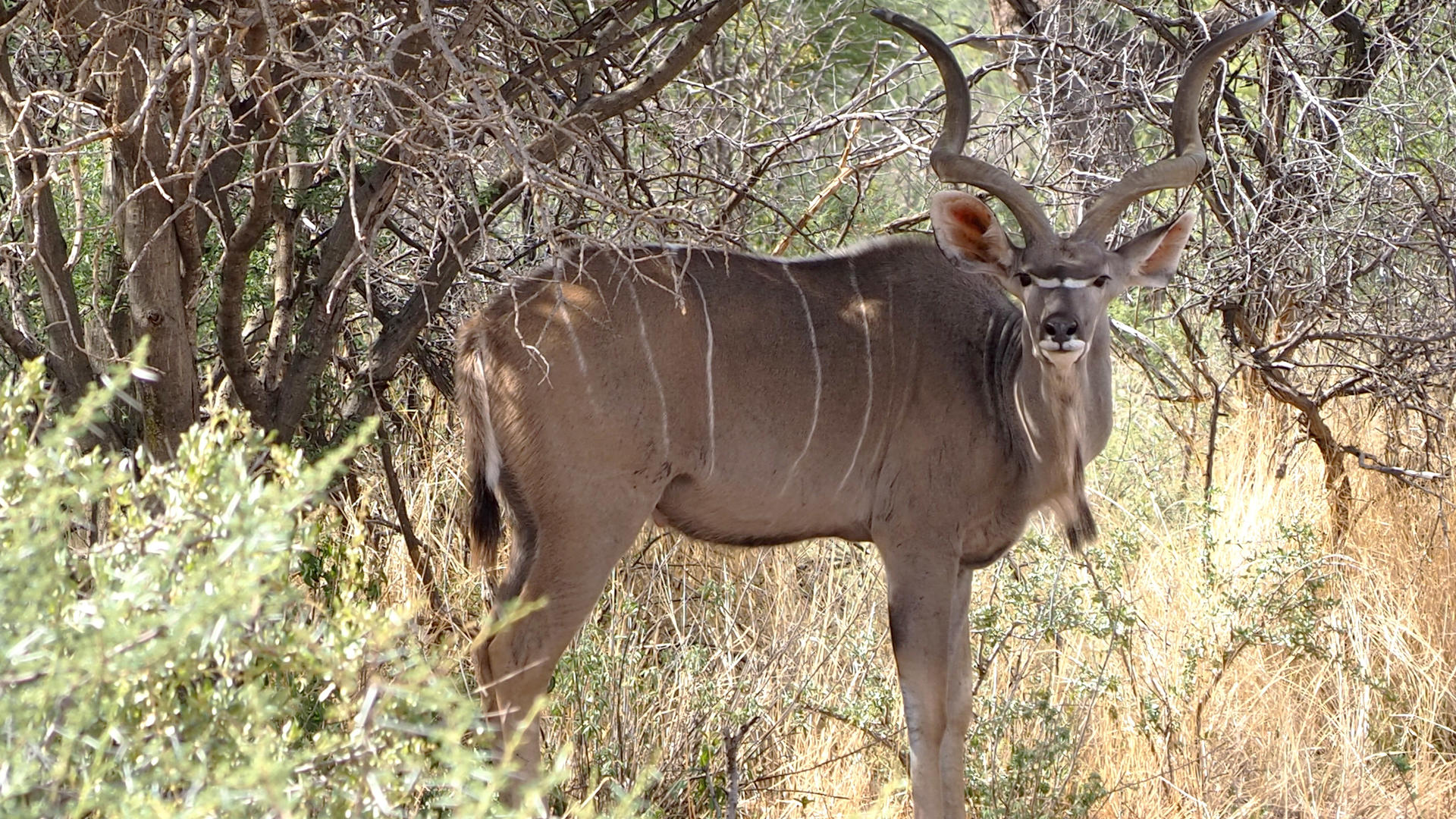 Okonjima Luxury Bush Camp