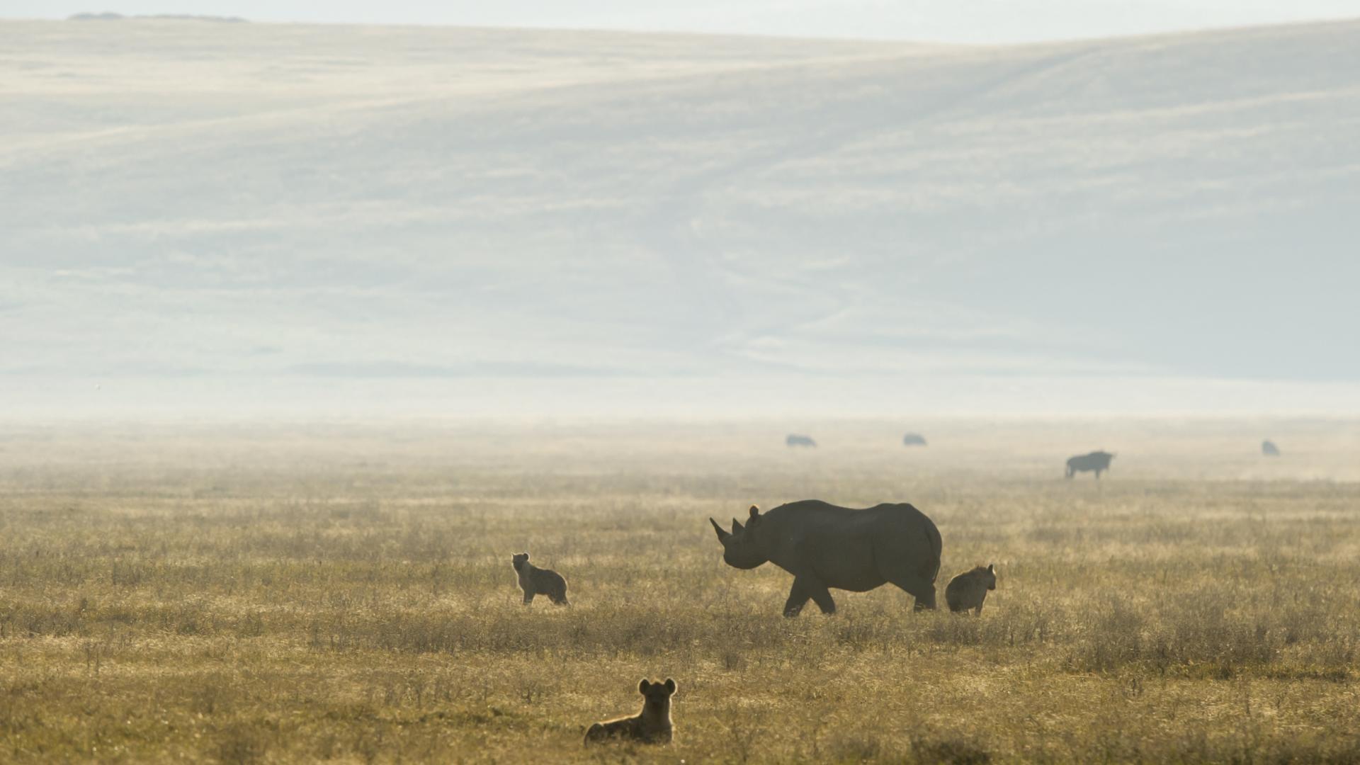 Entamanu Ngorongoro