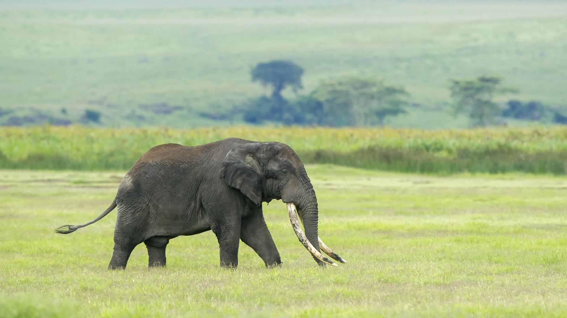 Entamanu Ngorongoro