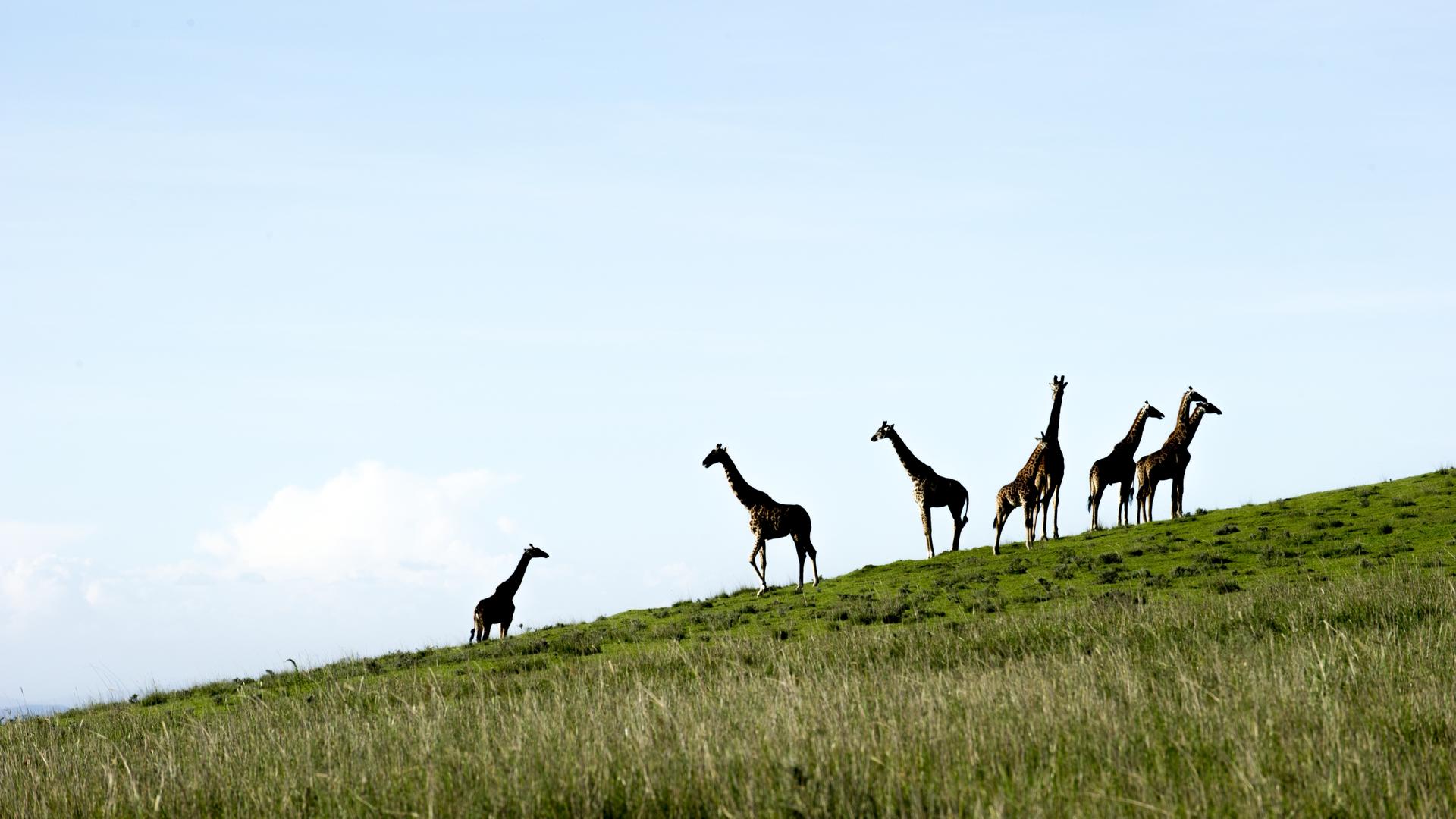 Entamanu Ngorongoro