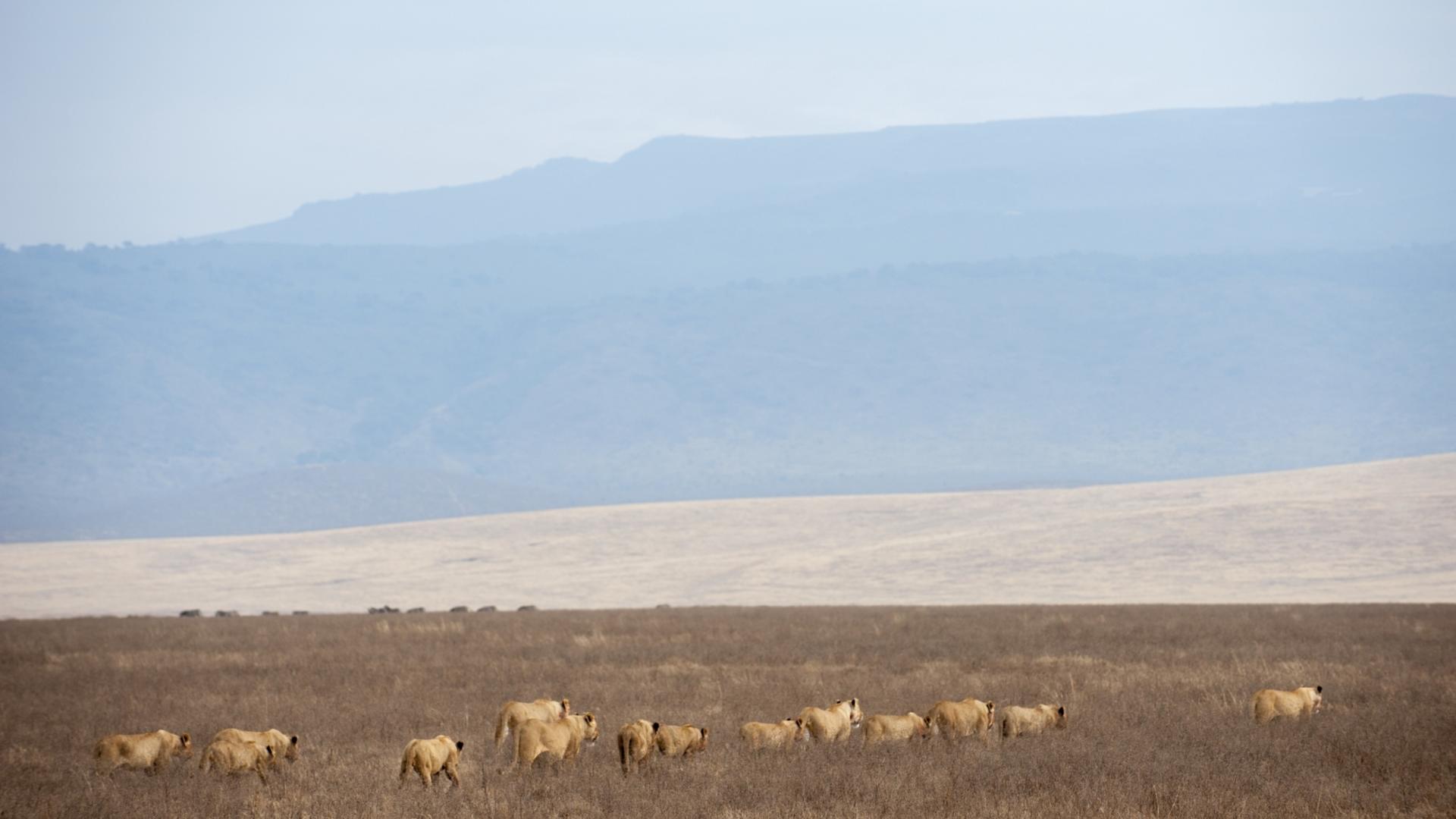 Entamanu Ngorongoro