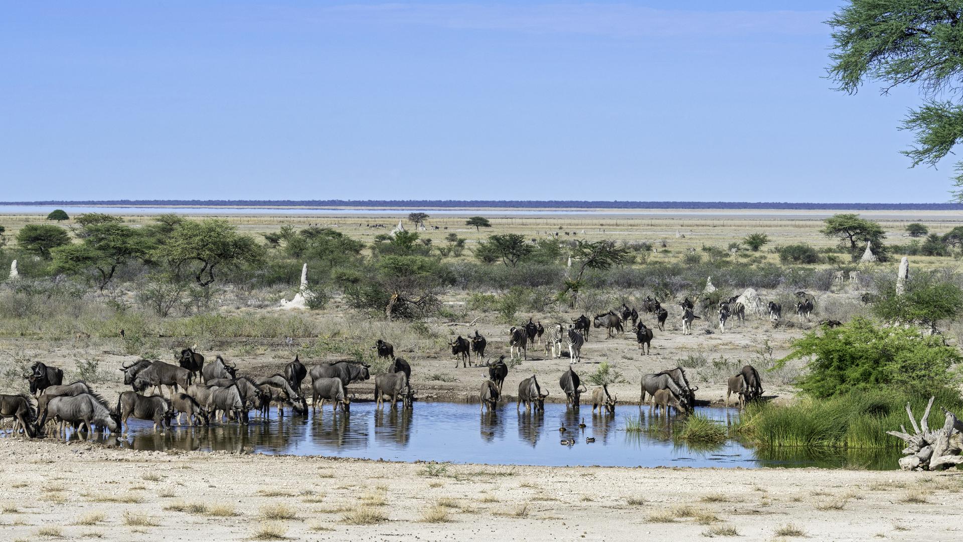 Onguma Nature Reserve