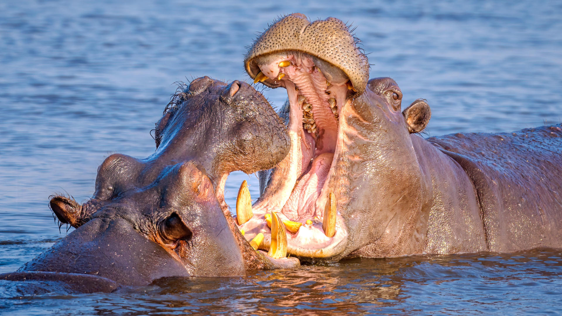 Moremi Game Reserve