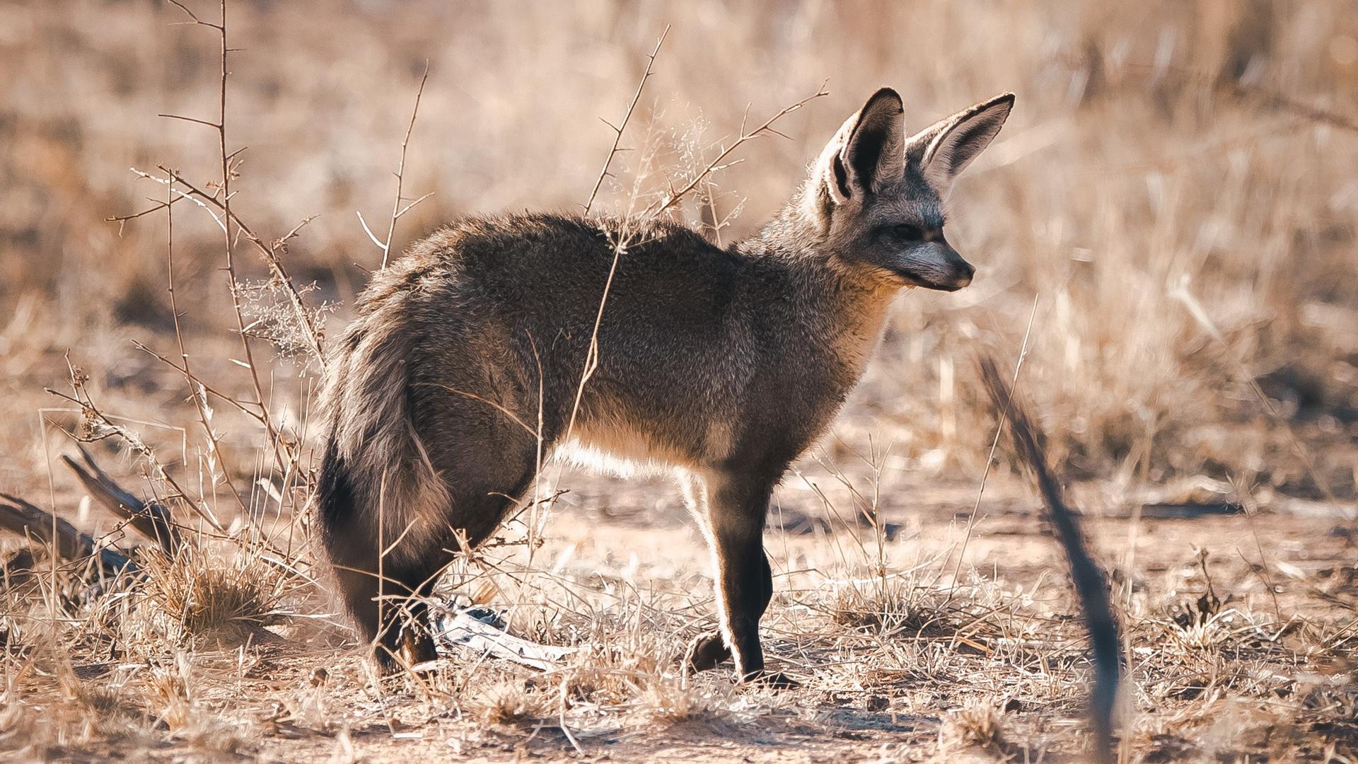 Okonjima Luxury Bush Camp