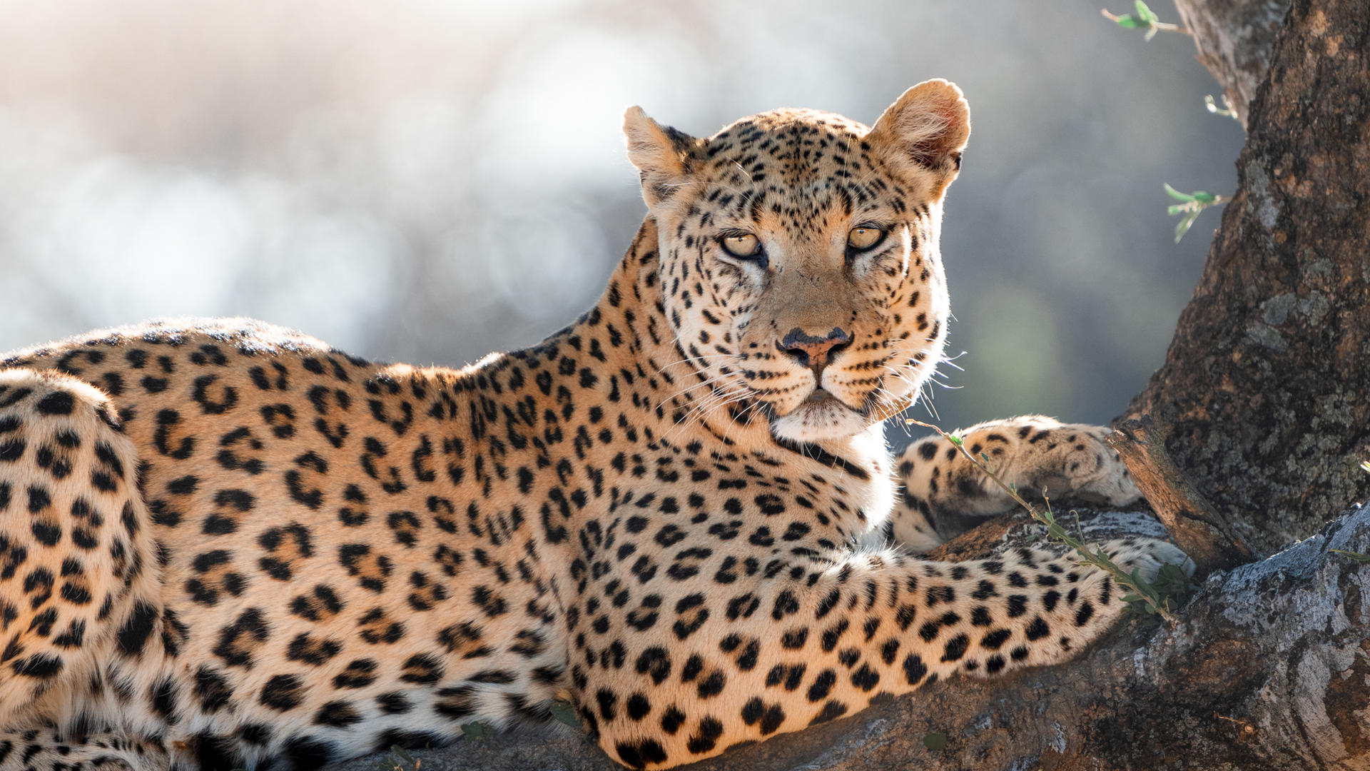 Okonjima Luxury Bush Camp