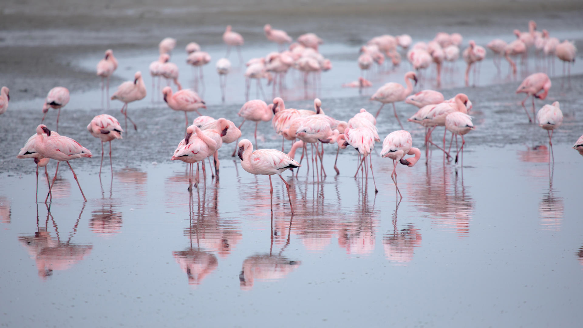 Flamingo Villas Boutique Hotel