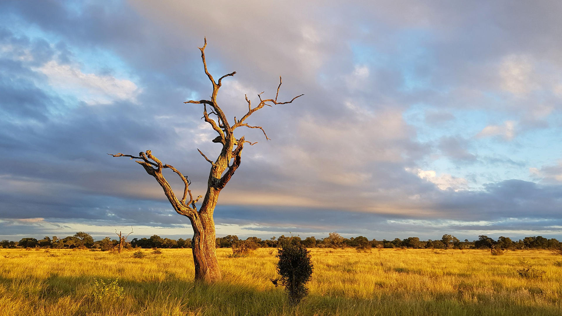 EASTERN SOUTH AFRICA ENDEMICS 2025