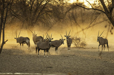 Botswana - 7-day Vintage Safari - Private Fly-in 