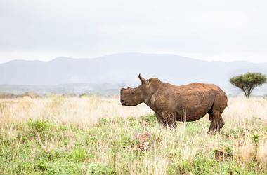 South Africa - 8-day Kwazulu Natal Off The Beaten Track Safari - Private self-drive